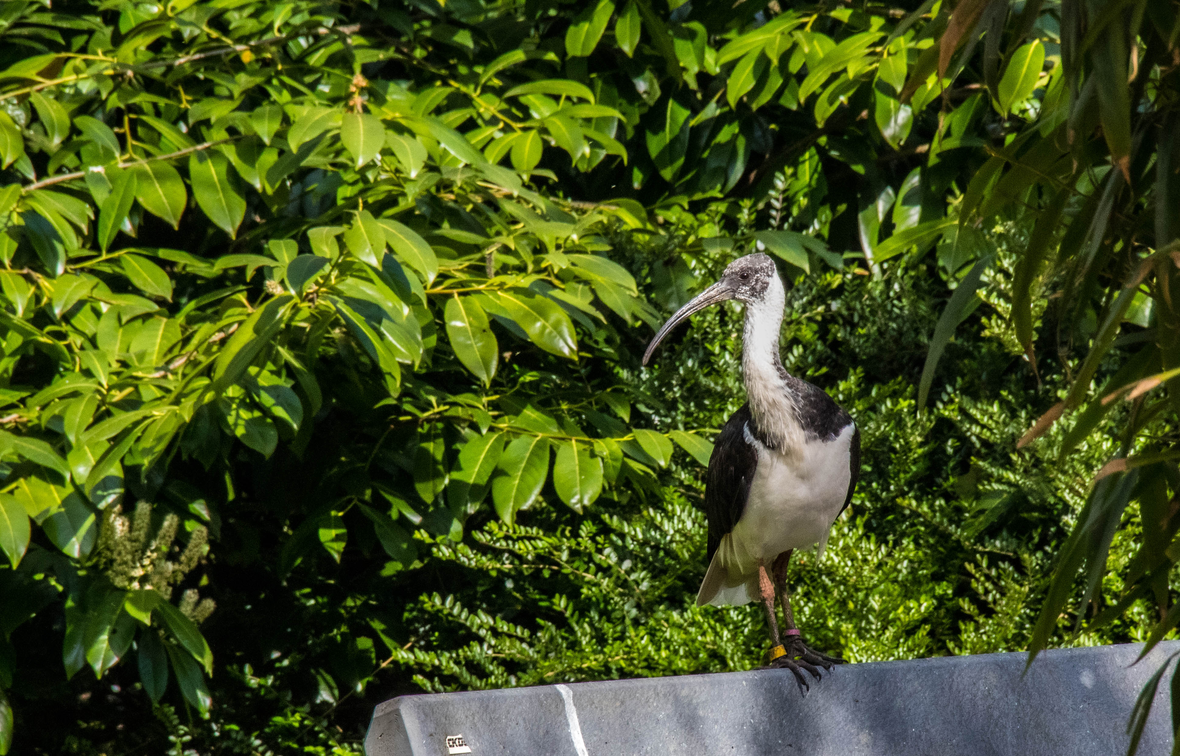 Ibis d'Australie-_MG_0166.jpg